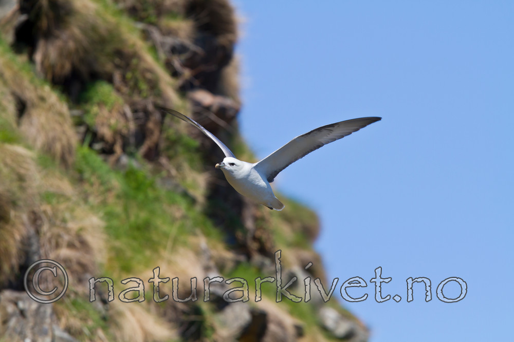 KA_100515_2912 / Fulmarus glacialis / Havhest