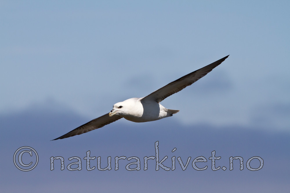 KA_100515_2917 / Fulmarus glacialis / Havhest