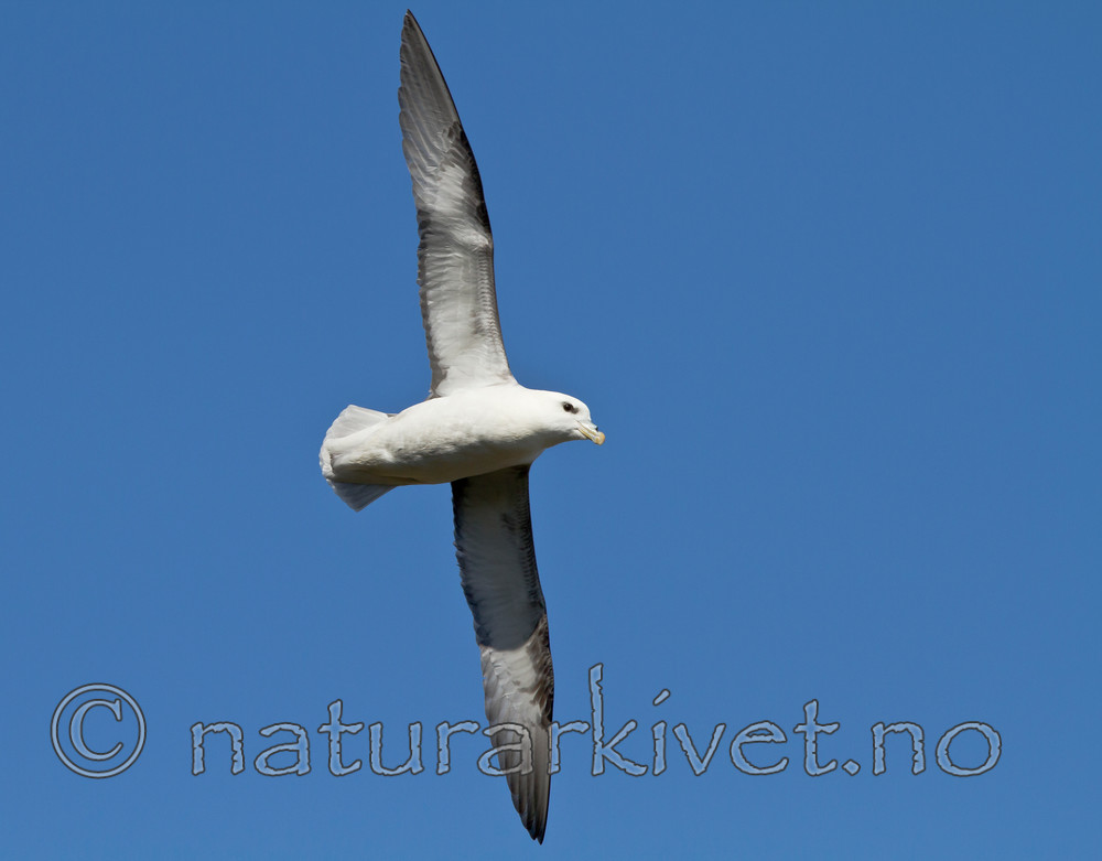 KA_100515_2923 / Fulmarus glacialis / Havhest