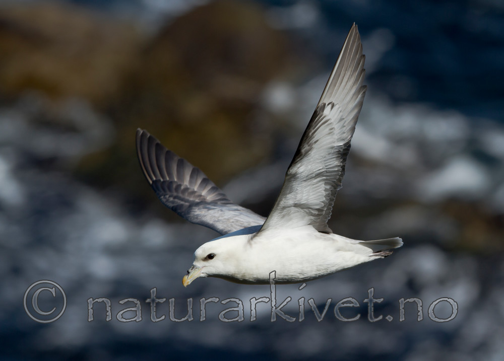 KA_100515_2943 / Fulmarus glacialis / Havhest