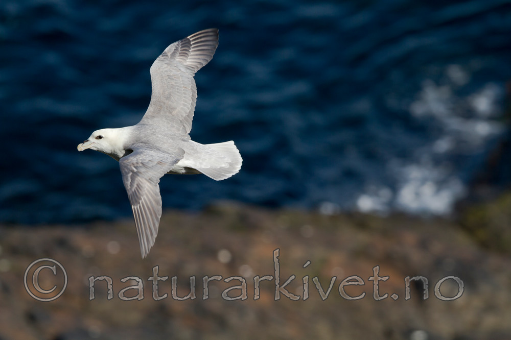 KA_100515_2946 / Fulmarus glacialis / Havhest