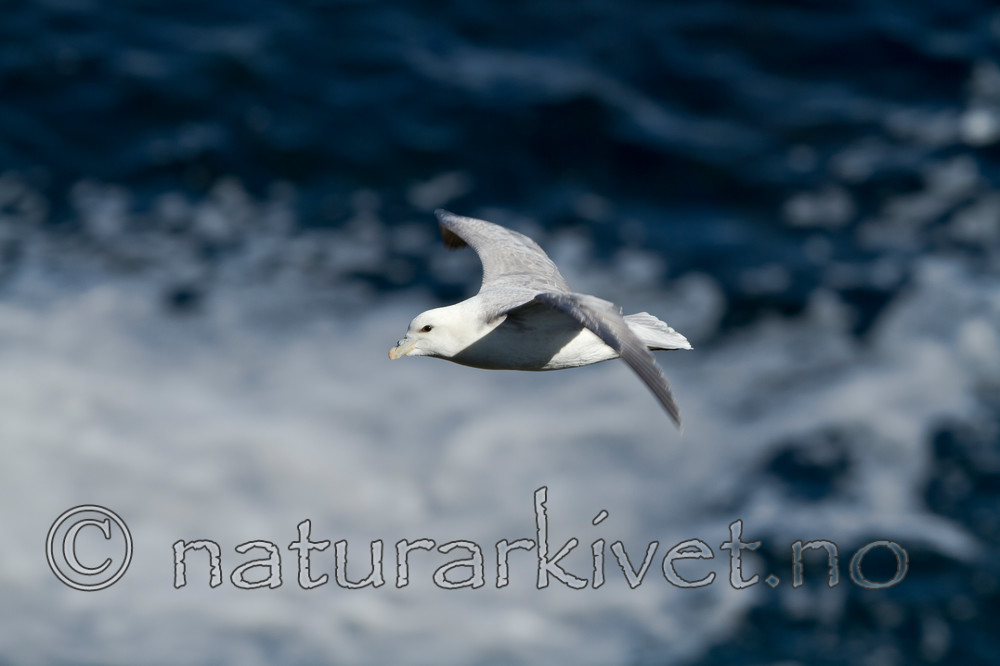 KA_100515_2972 / Fulmarus glacialis / Havhest