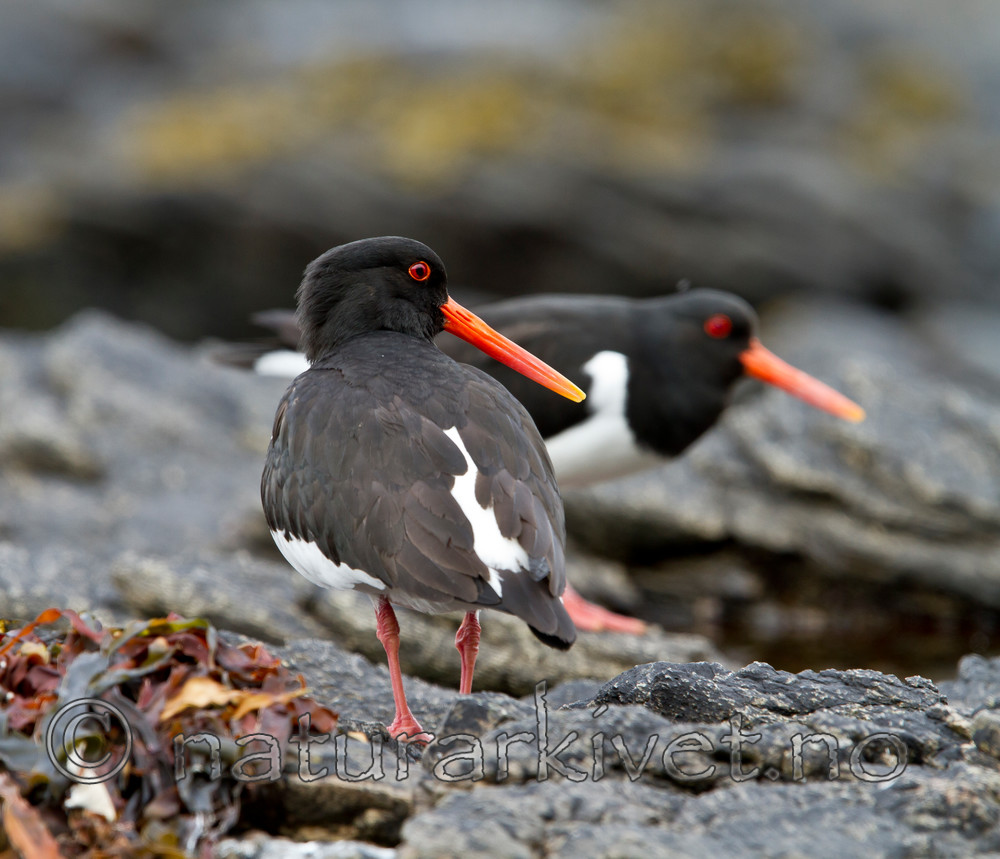 KA_100515_2991 / Haematopus ostralegus / Tjeld