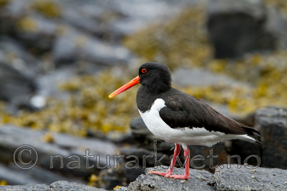 KA_100515_2996 / Haematopus ostralegus / Tjeld