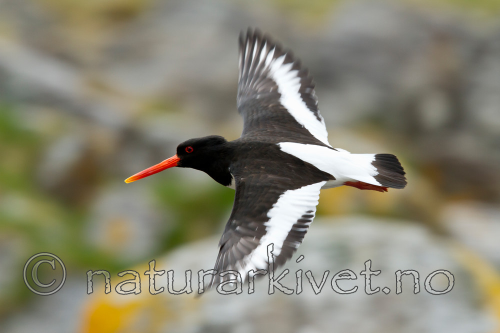 KA_100515_2997 / Haematopus ostralegus / Tjeld