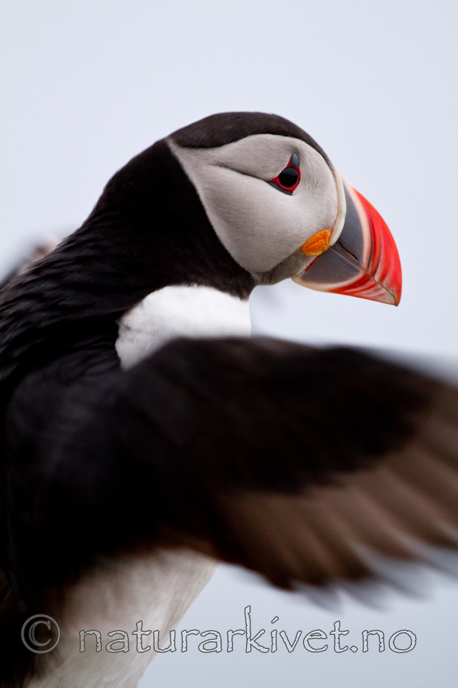 KA_100515_3124 / Fratercula arctica / Lunde