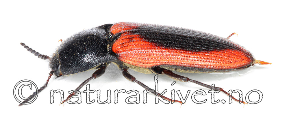 KA_100519_strandengbille _side / Ampedus sanguinolentus / Flekkblodsmeller