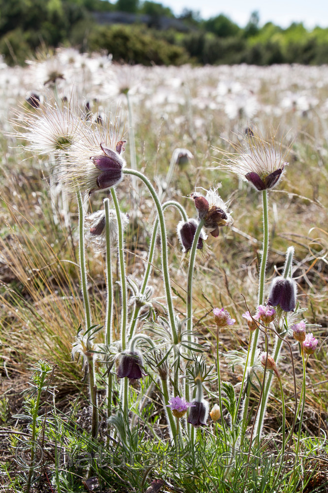KA_100523_3392 / Pulsatilla pratensis / Kubjelle