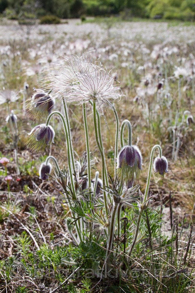 KA_100523_3396 / Pulsatilla pratensis / Kubjelle