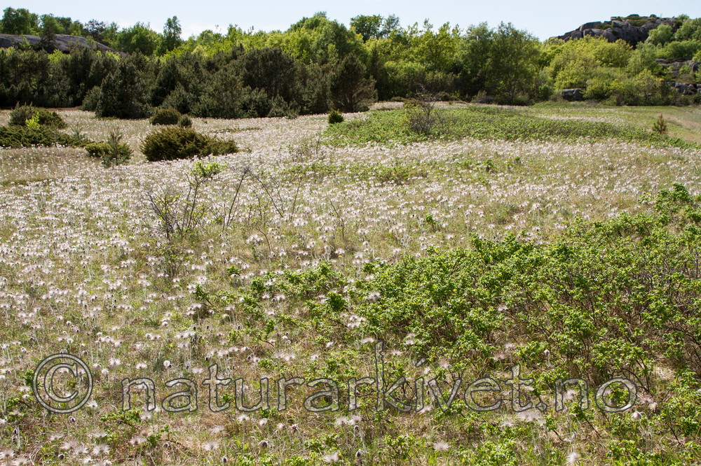 KA_100523_3397 / Pulsatilla pratensis / Kubjelle <br /> Rosa rugosa / Rynkerose