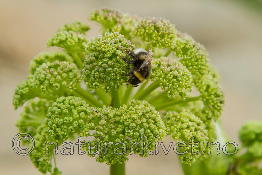 KA_100529_3440 / Angelica archangelica litoralis / Strandkvann