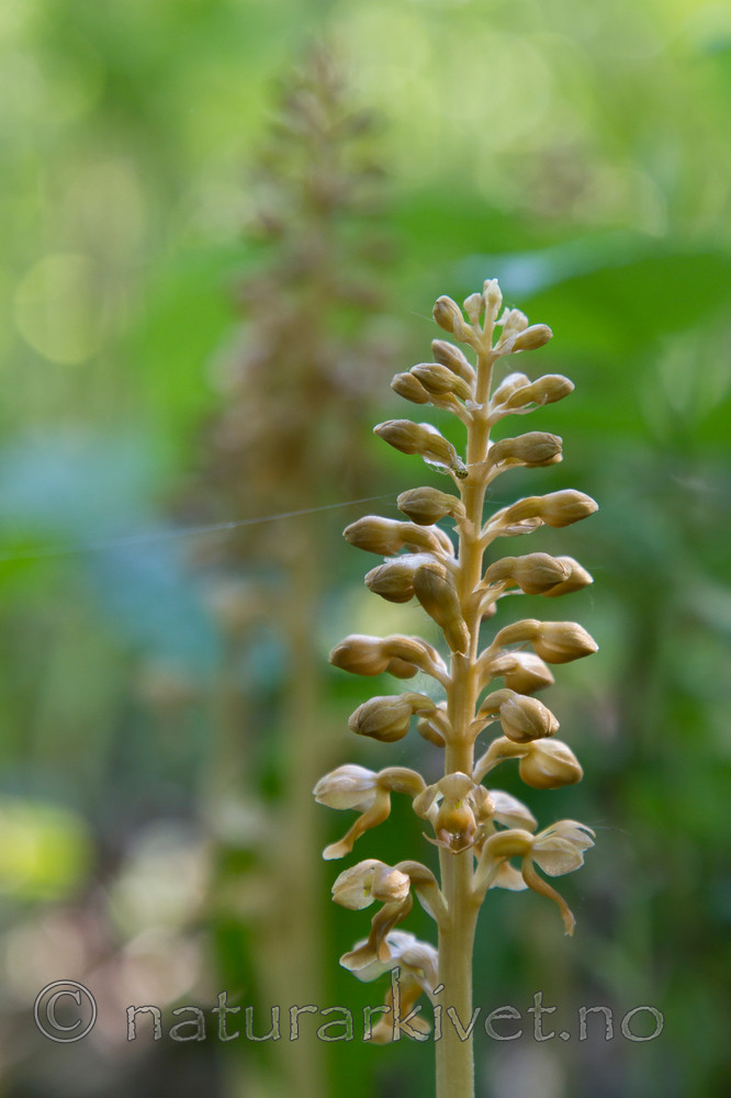 KA_100604_3659 / Neottia nidus-avis / Fuglereir