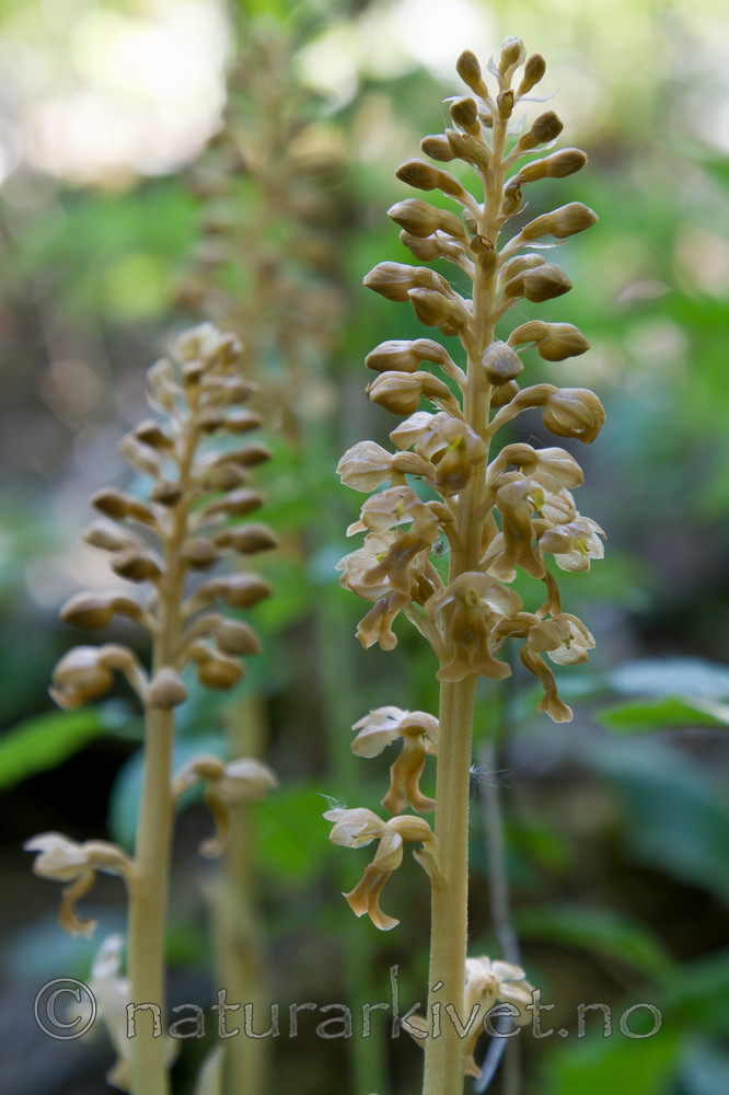 KA_100604_3662 / Neottia nidus-avis / Fuglereir