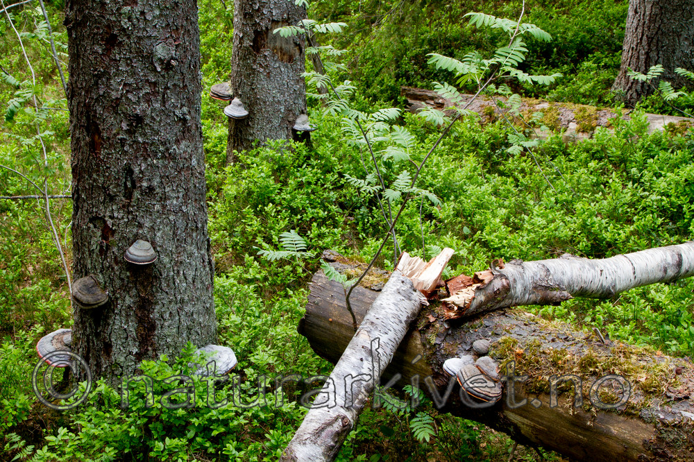 KA_100607_3723 / Fomitopsis pinicola / Rødrandkjuke