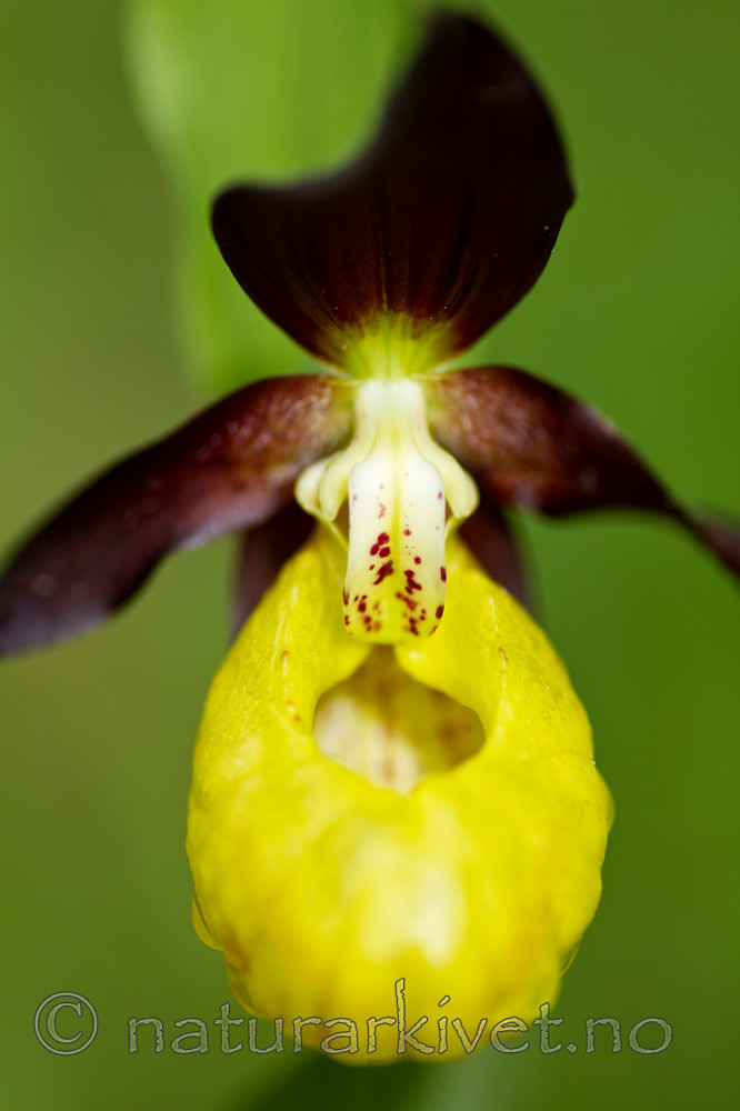 KA_100613_3776 / Cypripedium calceolus / Marisko