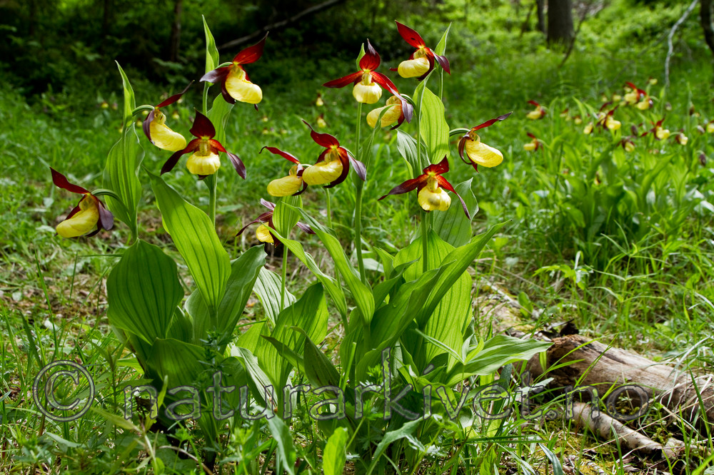 KA_100613_3781 / Cypripedium calceolus / Marisko