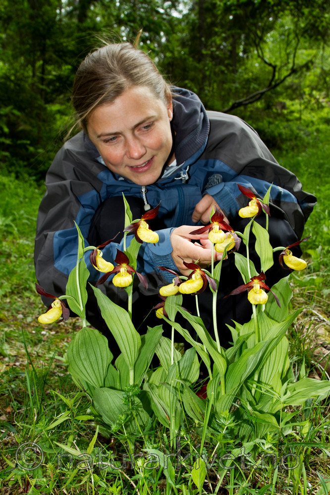 KA_100613_3793 / Cypripedium calceolus / Marisko