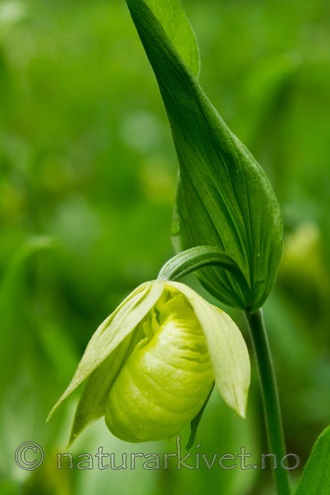 KA_100613_3797 / Cypripedium calceolus / Marisko