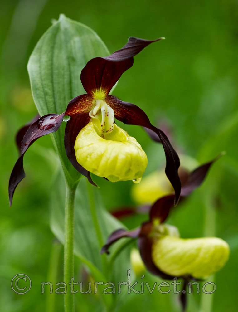 KA_100613_3804 / Cypripedium calceolus / Marisko