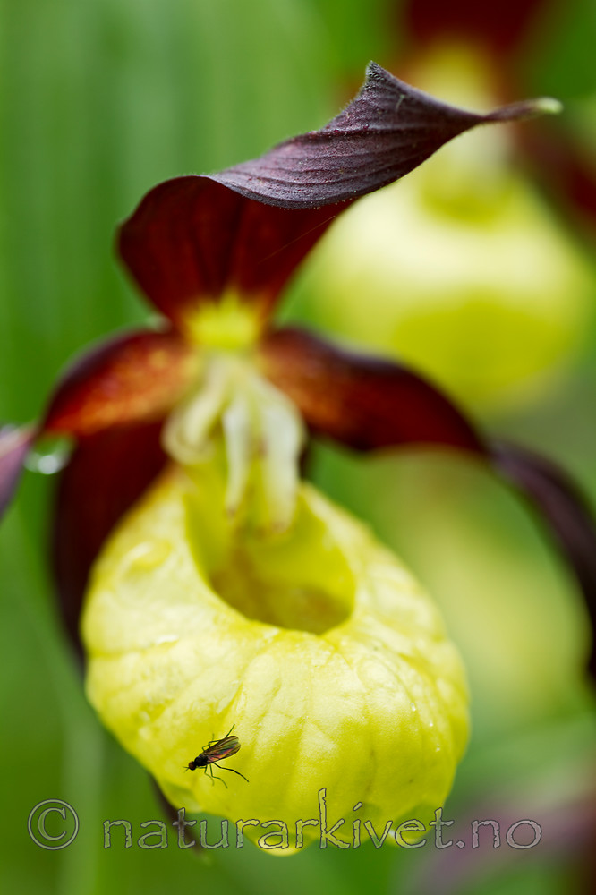 KA_100613_3811 / Cypripedium calceolus / Marisko