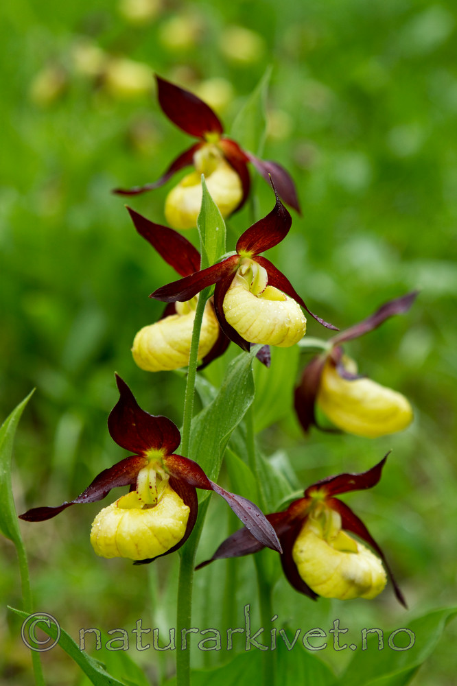 KA_100613_3831 / Cypripedium calceolus / Marisko