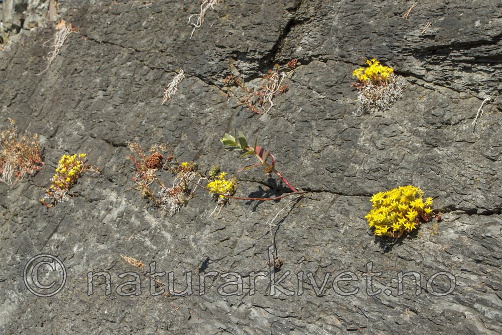KA_100616_3860 / Sedum acre / Bitterbergknapp