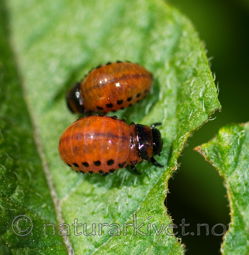 KA_100618_3906 / Leptinotarsa decemlineata / Koloradobille