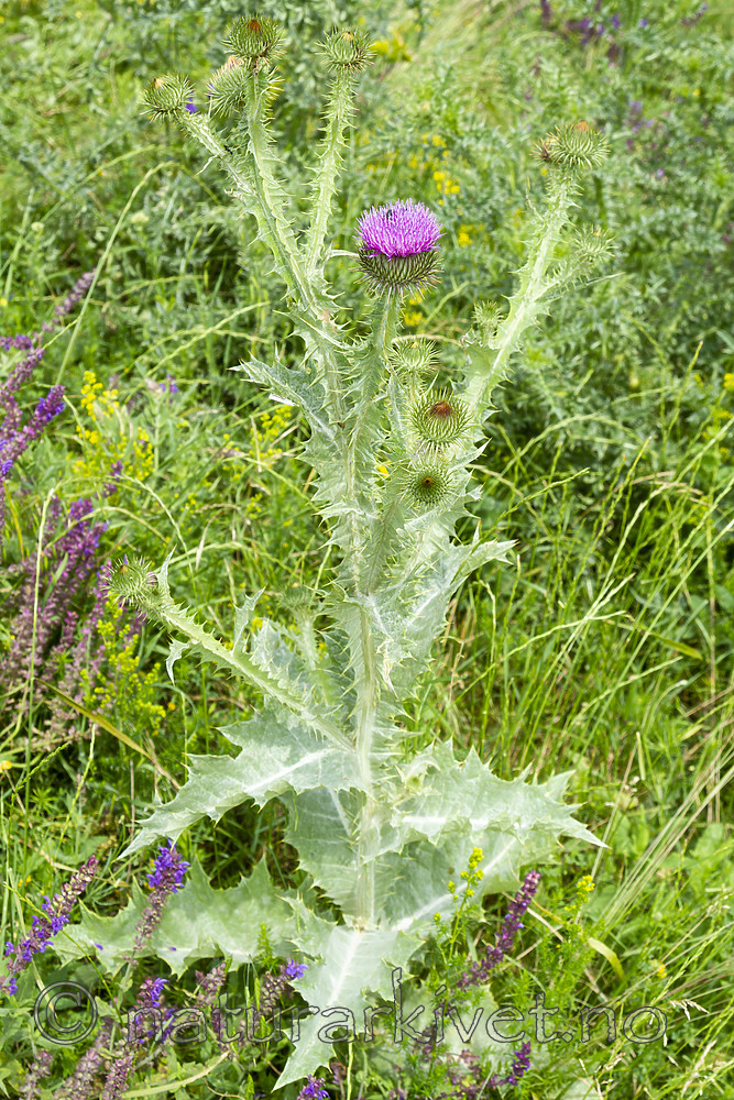 KA_100622_4585 / Onopordum acanthium / Eseltistel