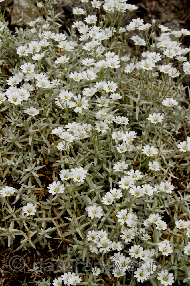 KA_100629_4693 / Cerastium tomentosum / Filtarve