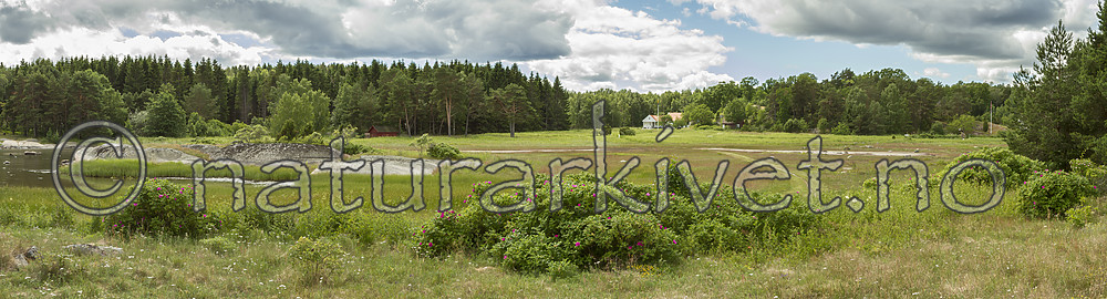 KA_100630_4897-Pano / Rosa rugosa / Rynkerose