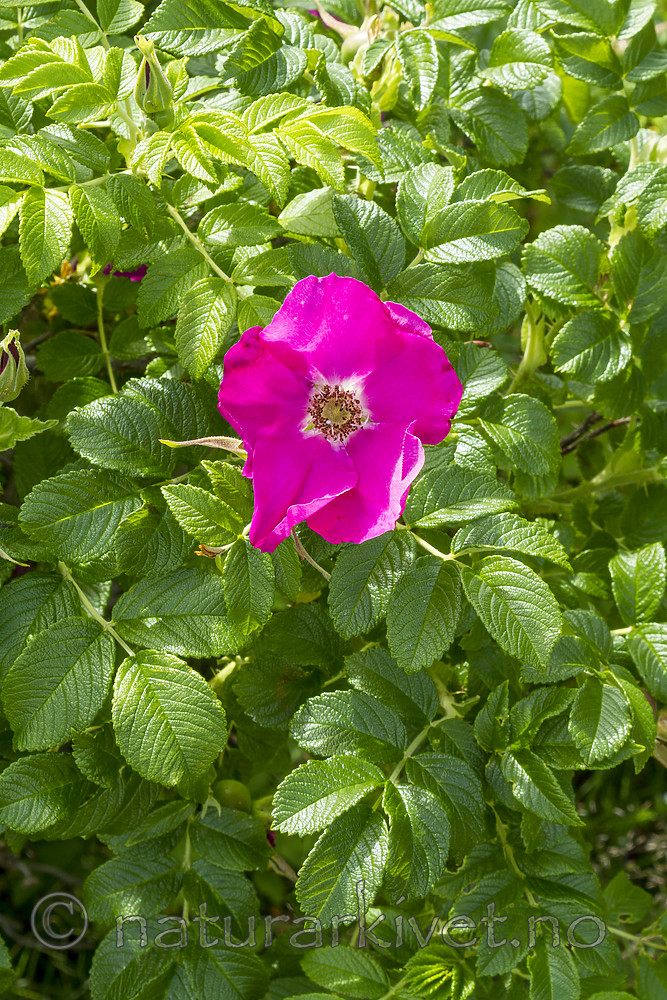 KA_100630_4903 / Rosa rugosa / Rynkerose