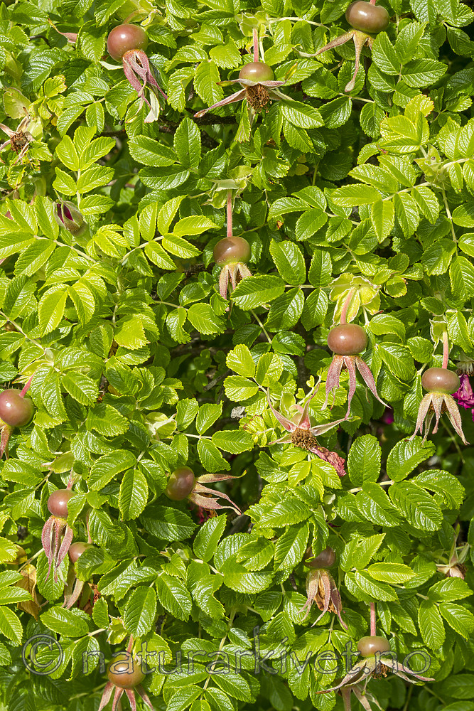 KA_100630_4904 / Rosa rugosa / Rynkerose