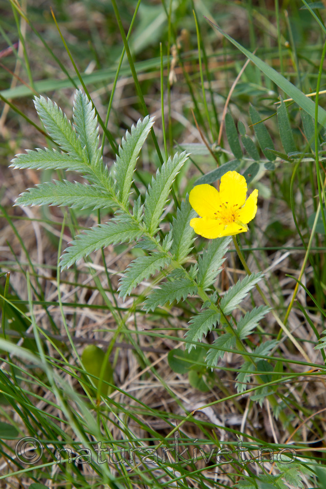 KA_100630_4906 / Potentilla anserina / Mattemure