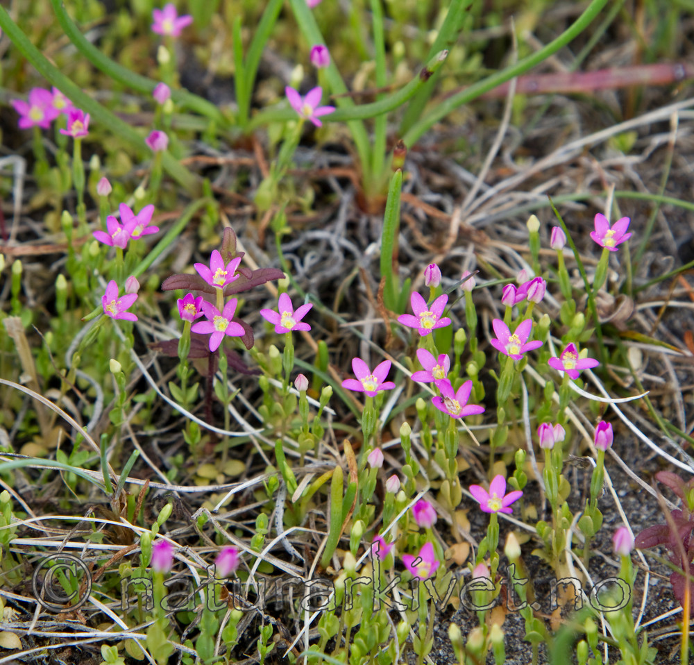 KA_100630_4925 / Centaurium pulchellum / Dverggylden
