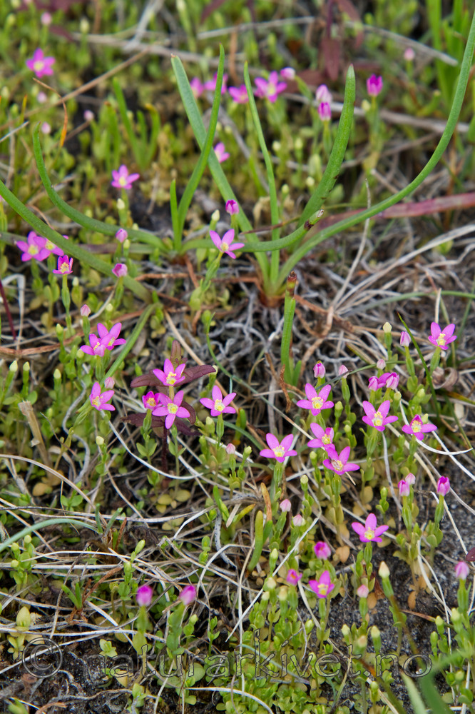 KA_100630_4926 / Centaurium pulchellum / Dverggylden
