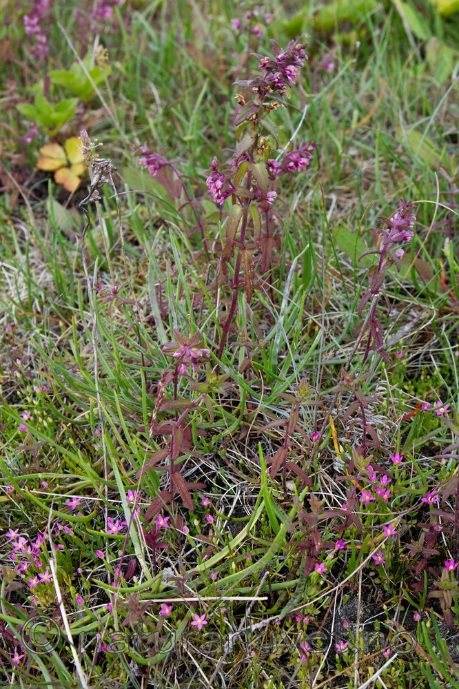 KA_100630_4927 / Centaurium pulchellum / Dverggylden