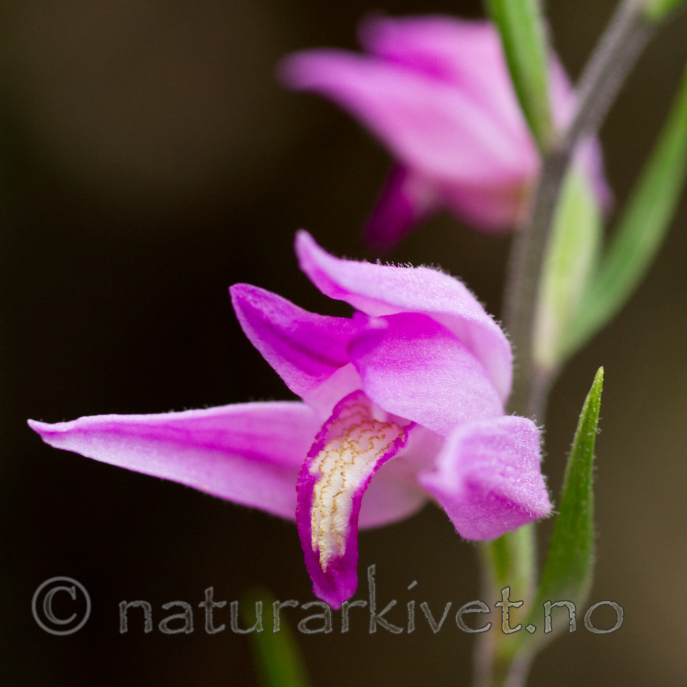 KA_100630_5108 / Cephalanthera rubra / Rød skogfrue