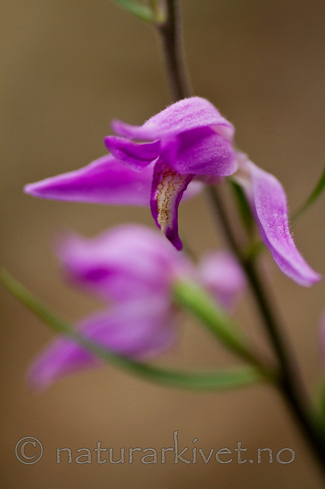 KA_100630_5120 / Cephalanthera rubra / Rød skogfrue