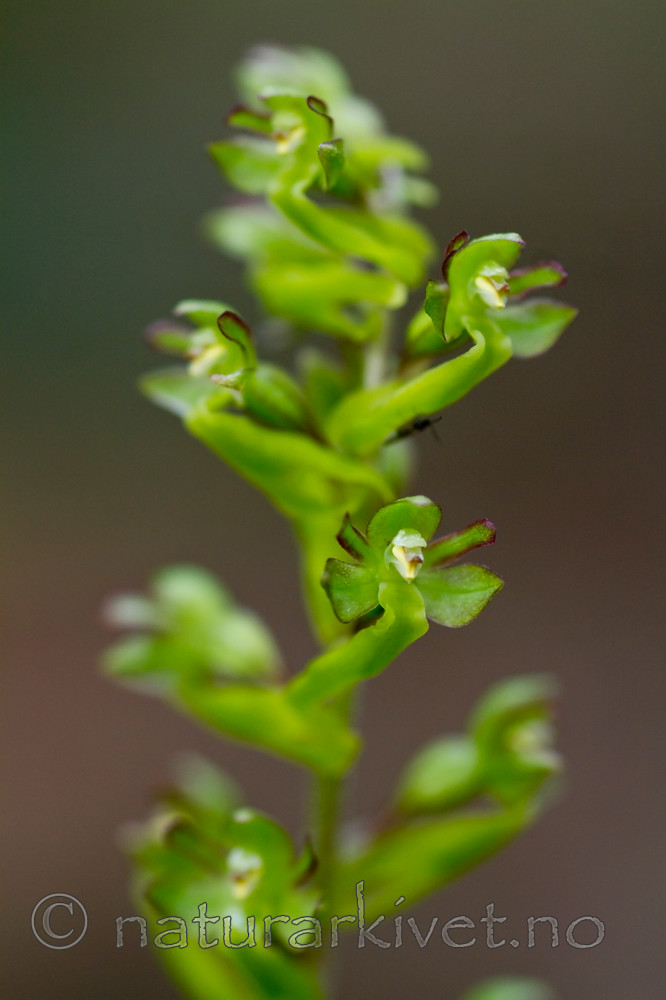 KA_100630_5132 / Listera ovata / Stortveblad