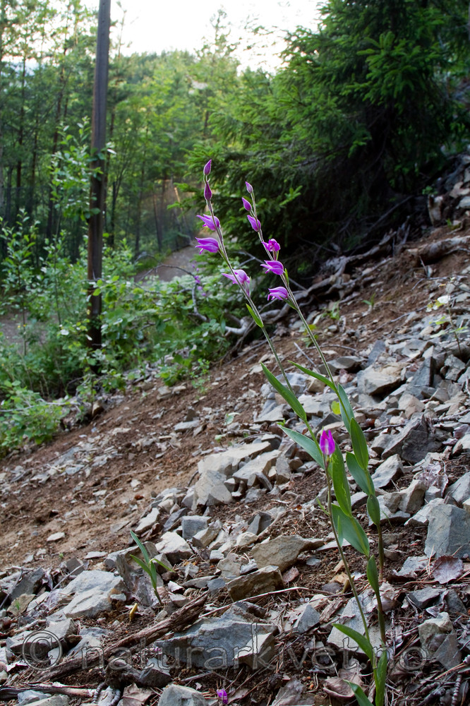 KA_100630_5134 / Cephalanthera rubra / Rød skogfrue
