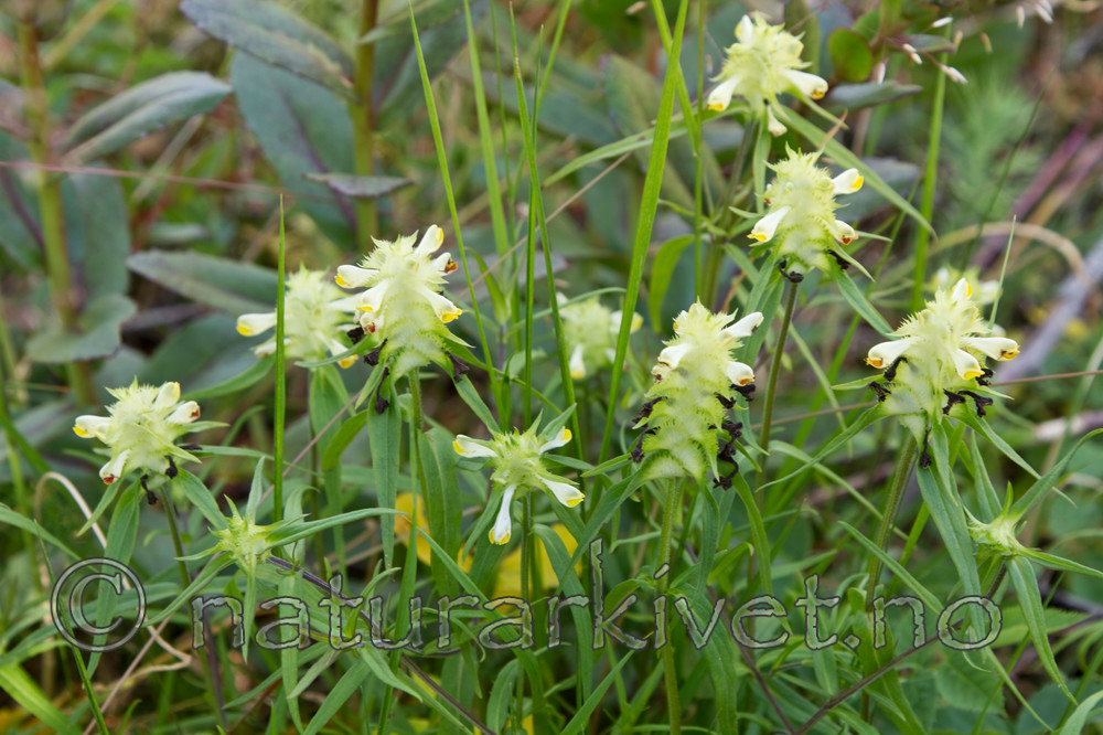 KA_100630_5146 / Melampyrum cristatum / Kammarimjelle