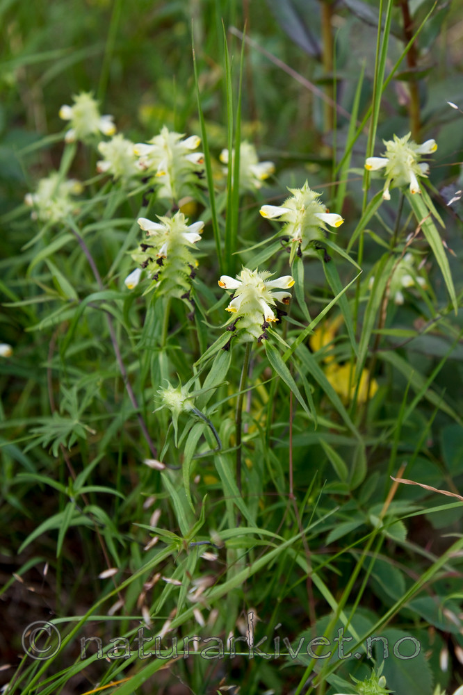 KA_100630_5151 / Melampyrum cristatum / Kammarimjelle