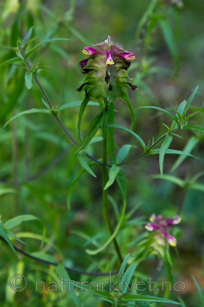 KA_100704_5165 / Melampyrum cristatum / Kammarimjelle