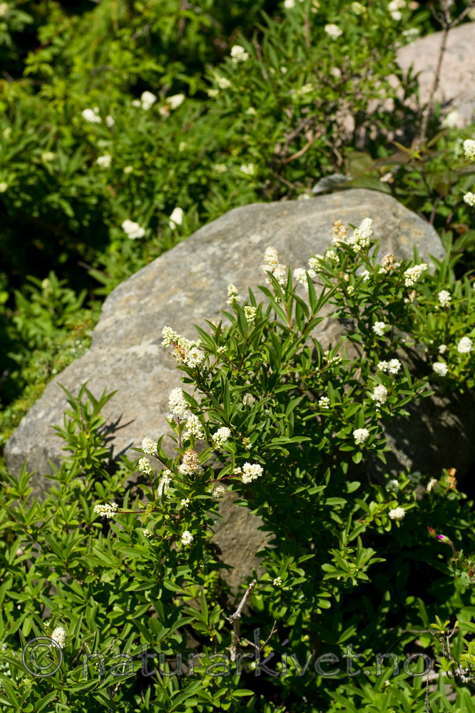 KA_100704_5182 / Ligustrum vulgare / Liguster