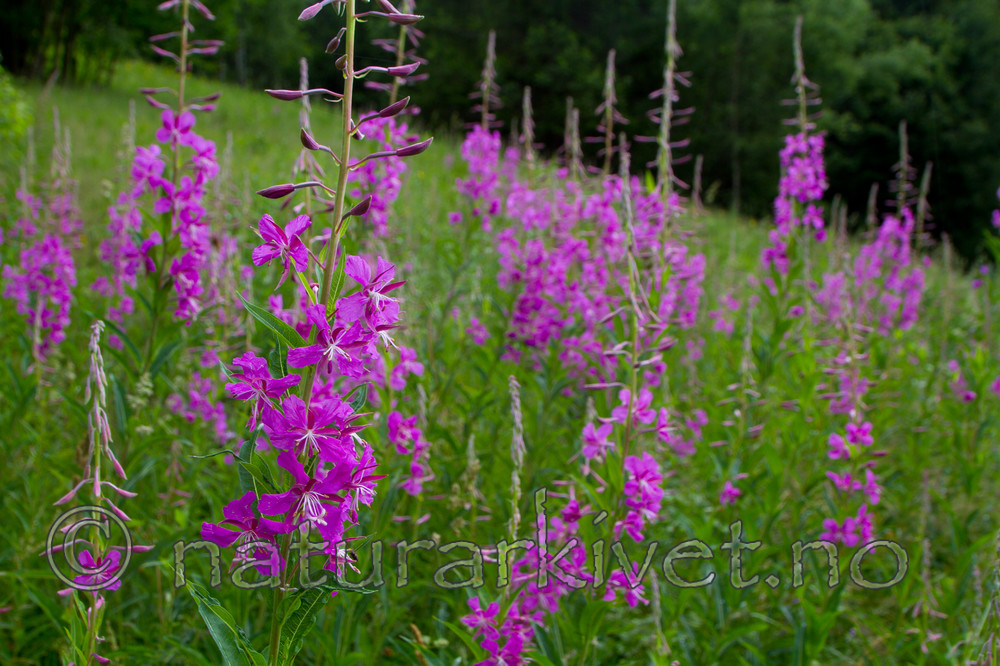 KA_100716_6495 / Chamerion angustifolium / Geitrams