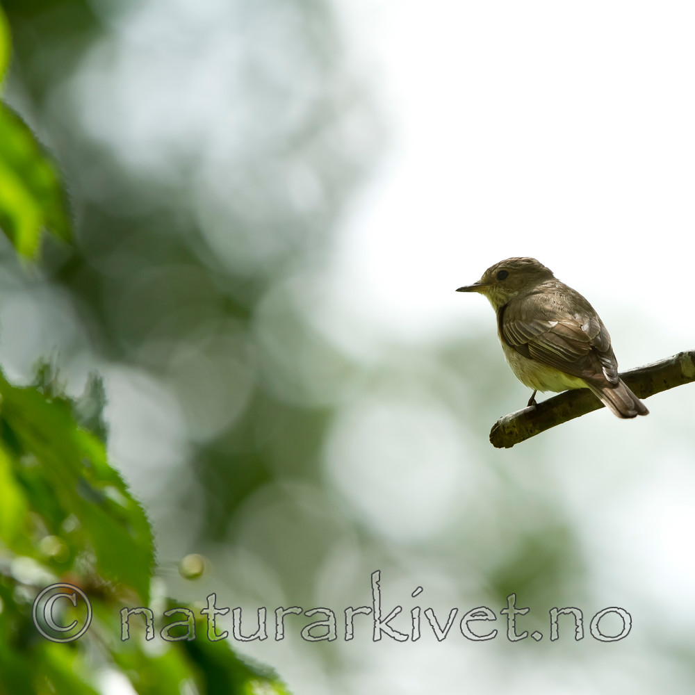 KA_100716_6512 / Muscicapa striata / Gråfluesnapper