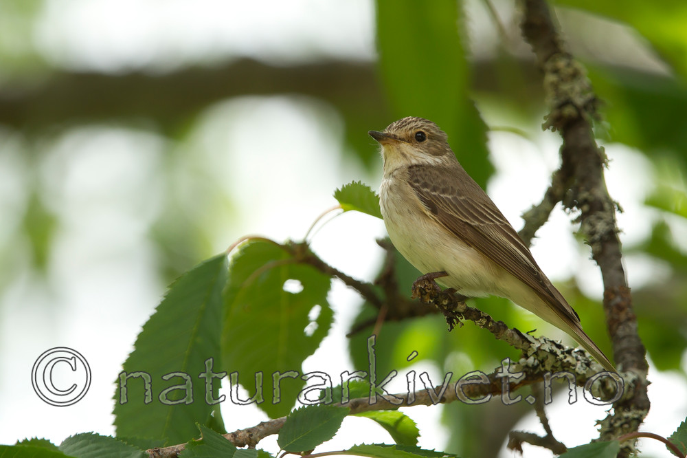 KA_100716_6518 / Muscicapa striata / Gråfluesnapper