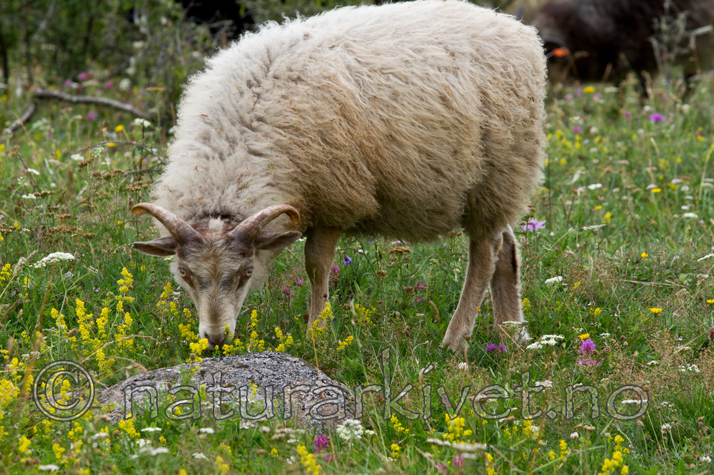 KA_100725_7121 / Ovis aries / Sau
