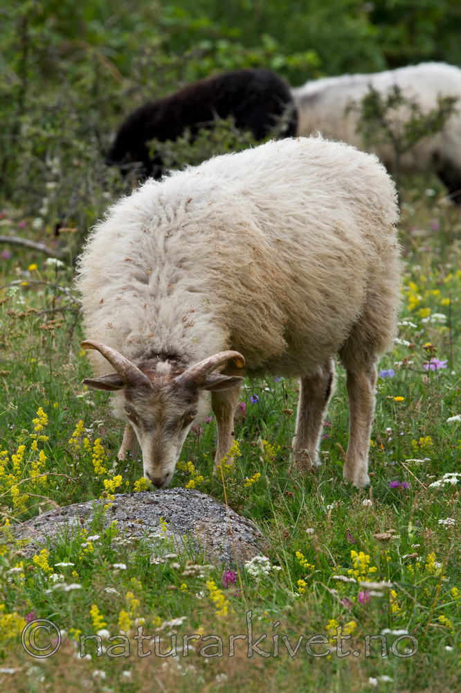 KA_100725_7122 / Ovis aries / Sau