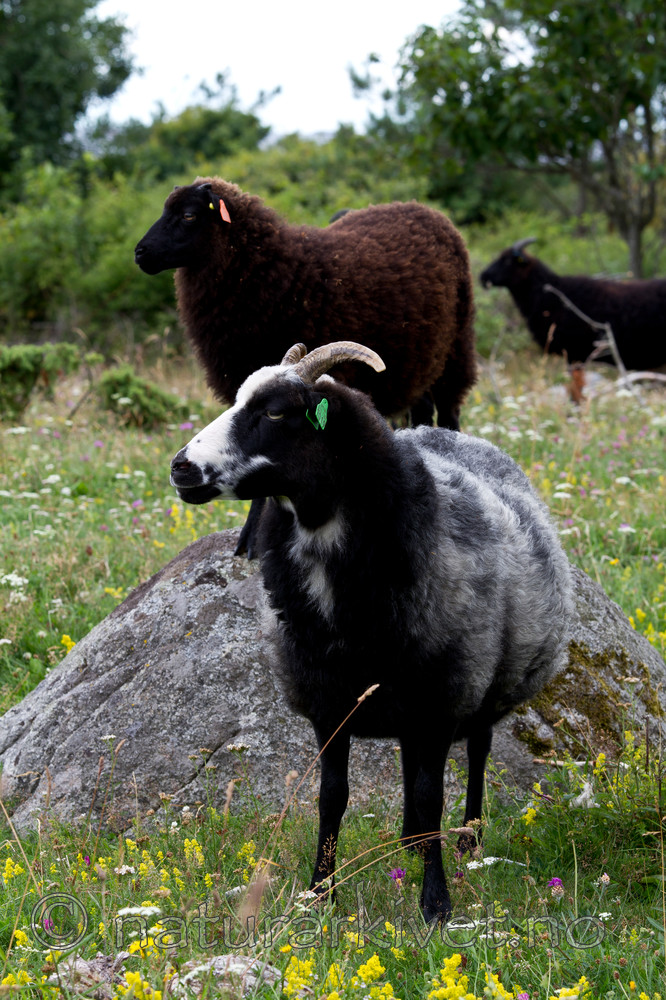 KA_100725_7125 / Ovis aries / Sau